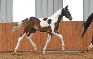 OF4_2464 HAZELWOOD UTAH'S ROMEO MR