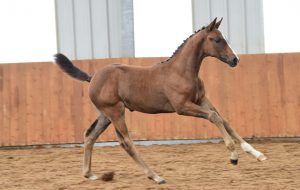 OF4_2624 EQUITES MAIL MR