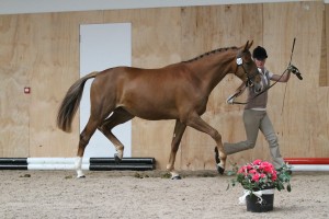 Southstone-Elektra-Credit-Eclipse-Photos-300x200