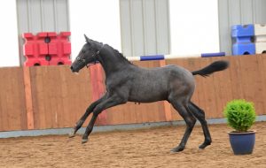 WESTBEACH ELITE credit Kevin Sparrow