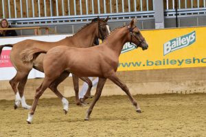 WF4_6219 - KMD DORNLIGHT MR