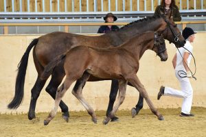 WF4_6496 - DIVINE COMEDY MR