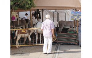 donkey carousels algeciras