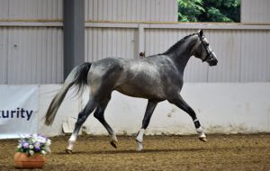 Quinlan Z (Quinar x Contender)