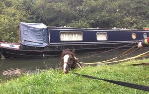 The horse was rescued from the canal by the fire and rescue service