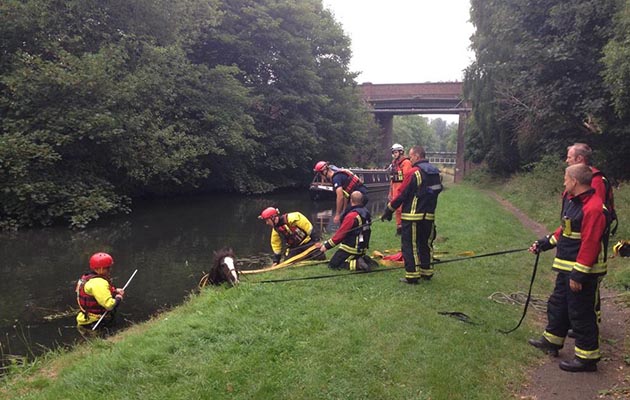 The horse was rescued by the Fire & Rescue Services