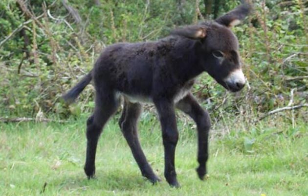 poitou donkey