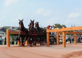 Wilf Bowman-Ripley competing in the driving phase at WEG 2014