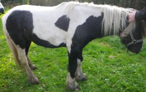Stabbed horse