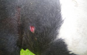 Stabbed horse