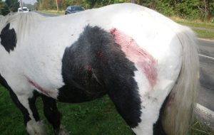 Stabbed horse
