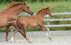 Newton Credential1[2]