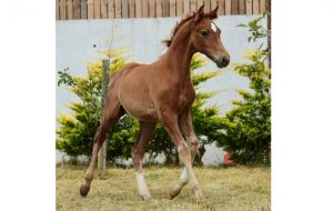 Newton Credential3[2]