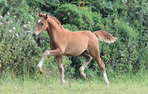 charmeur colt foal[2]