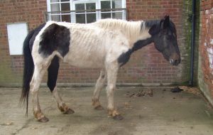jigsaw at rescue home
