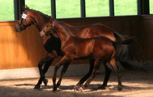 loading foal