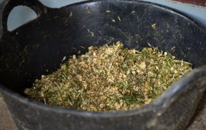 A bowl of horse feed