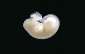 An equine embryo