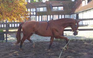 Shaun Mandy blog: One of my horses being lunged with the genn strap