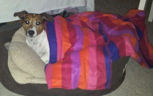 Shaun Mandy blog: Pringle the dog