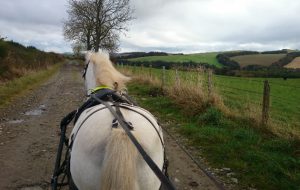 Fizz Marshall Driving Breeze