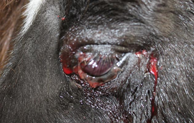 eye injury