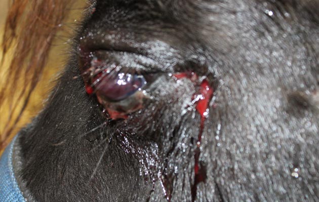 eye injury1
