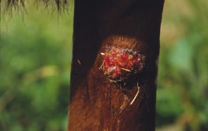 Sarcoids in horses