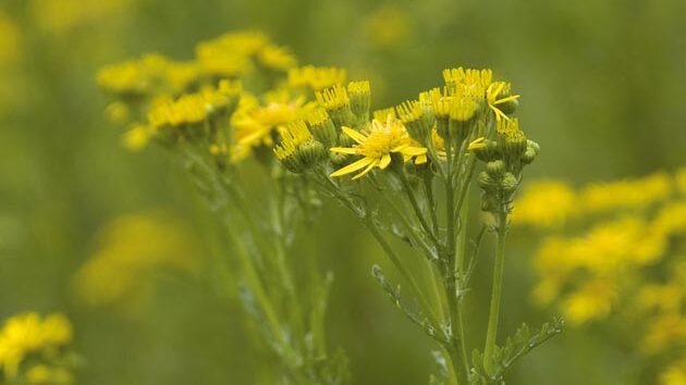Poisonous plants for horses: ragwort