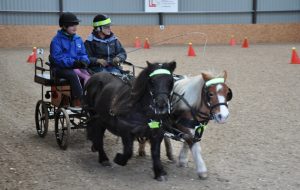 Emily Curnock driving a Shetland pair at a training day