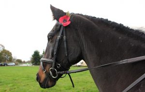 WW1 Horse Memorial Service