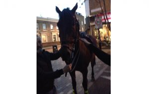 escaped police horse