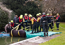 Pony-pool-rescue