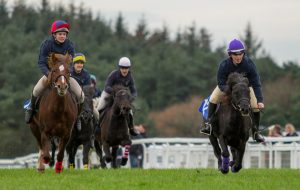 Dartmoor pony racing Exeter