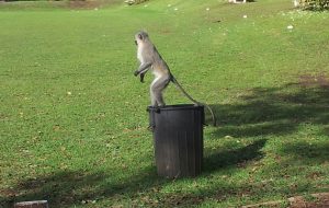 Standard view at my godson's school – monkey included