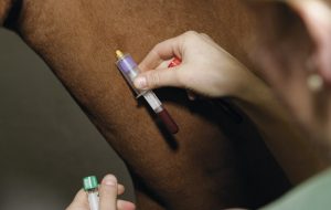 equine herpes virus vaccine