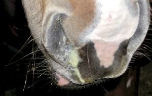 horse with nasal discharge, as seen in conditions such as equine flu, strangles and equine herpes