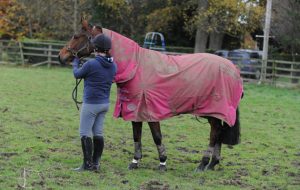 Kelly ward with horse in paddock, rugged, covered in mud after rolling, attaching lead rope to head collar, horse recall