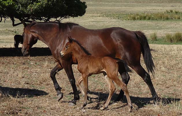 Jason-Webb-mare-foal2