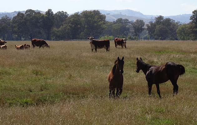 Jason-Webb-yearlings