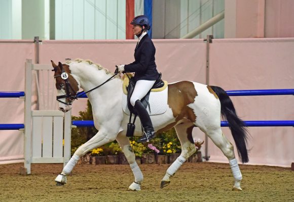 Future Stars At Brightwells December 2014 Elite Auction Video Horse Hound