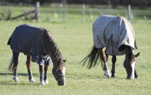 Two horses turned out together in protective boots. one headcollared. sunny winter day.