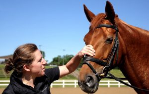Happy horse