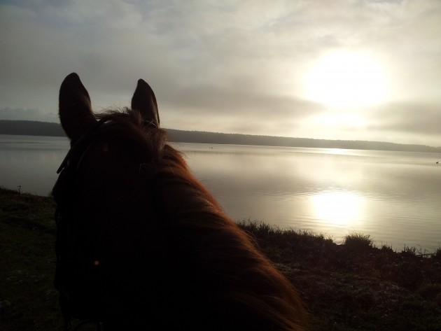 Poppy looking over the lake