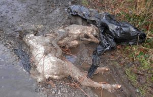 Dead foals dumped in Bridgend 1