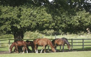 The National Equine Health Survey