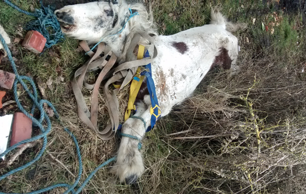 Basildondumpedhorse2
