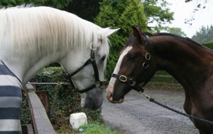 Cruising and Cruising Arish as a yearling