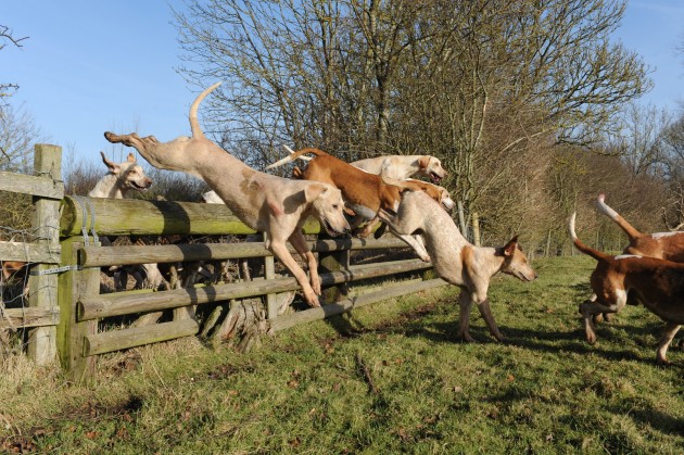 Fitzwilliam Hunt 24.01.15