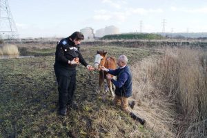 Felix being rescued in February